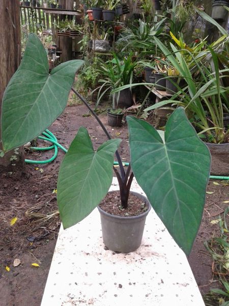 Colocasia esculata