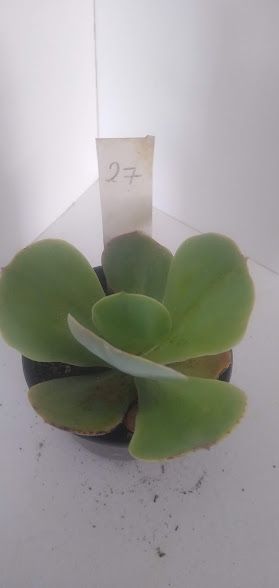 Echeveria gigante muda 27