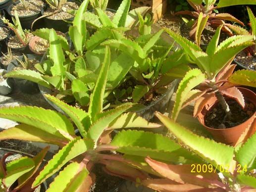 Kalanchoe sp.