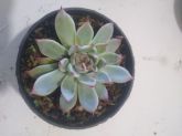 Echeveria chihuahuensis