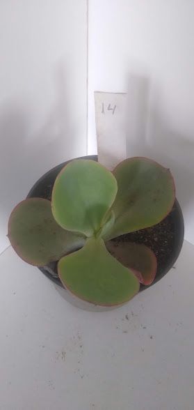 Echeveria Gigante muda 14