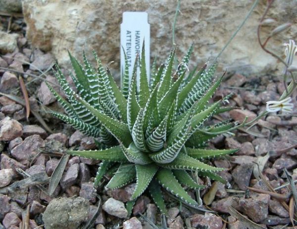 Haworthia attenuata