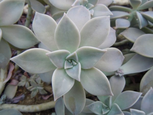 Graptopetalum paraguayense