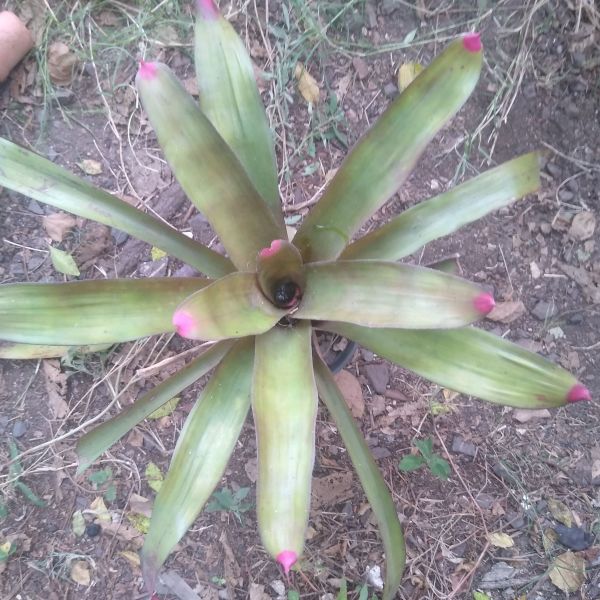 Neoregelia diversifolia