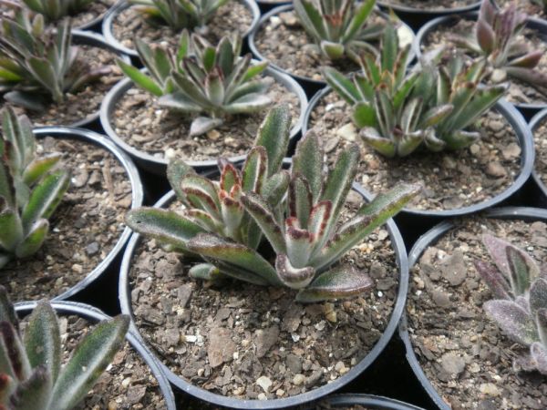 Kalanchoe tomentosa chocolat soldier