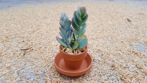 Kalanchoe marnieriana