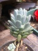 Pachyphytum clavifoliath