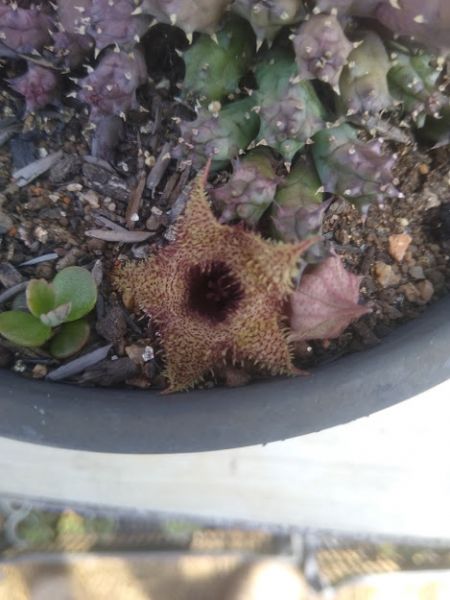 Huernia sp