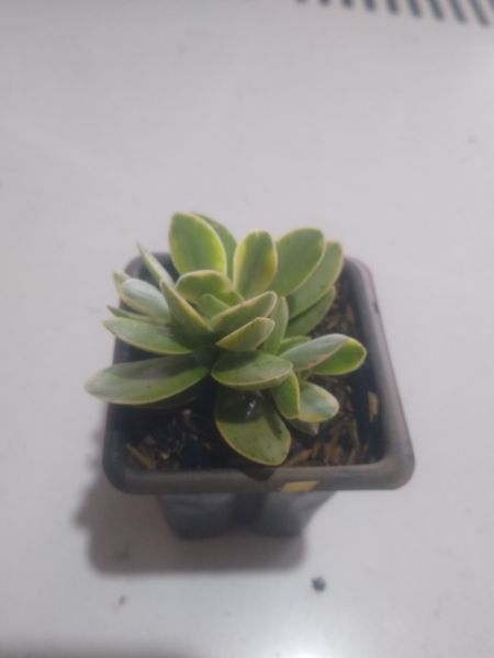 Crassula  money maker variegata