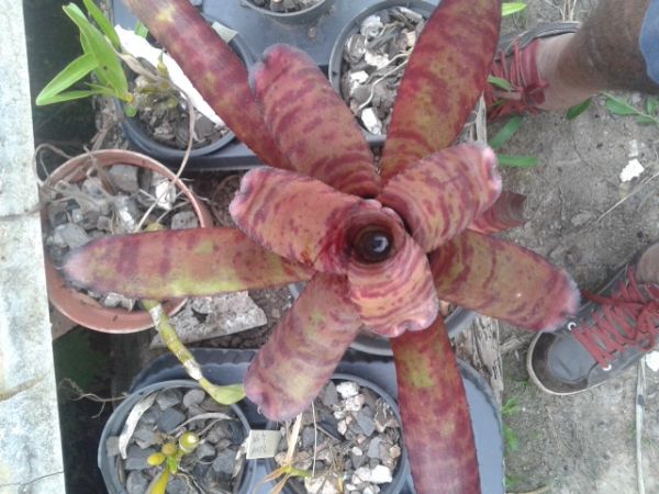 Neoregelia VB-P01