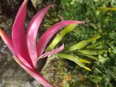Bilbergia Distachia
