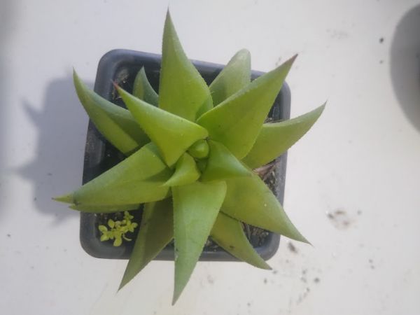 Haworthia limilifolia var. umbomboensis