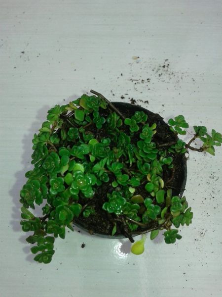 Sedum sp.