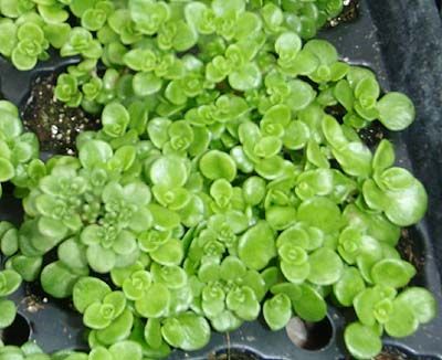 Sedum makinoi