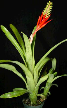 Aechmea nudicaulis