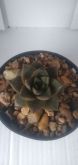 Echeveria dionisos