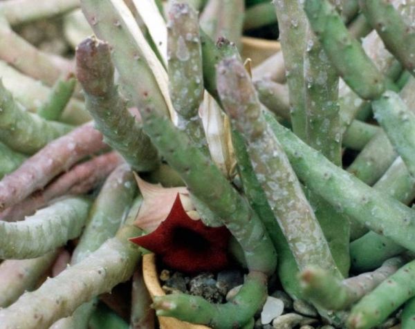 Huernia pendula