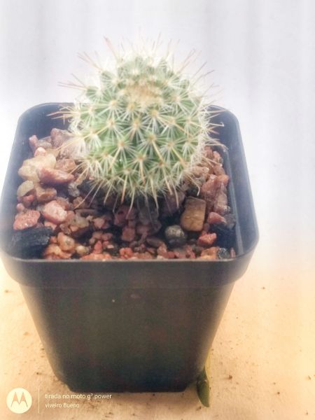 Mammillaria VB01