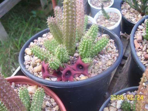 Huernia schneideriana