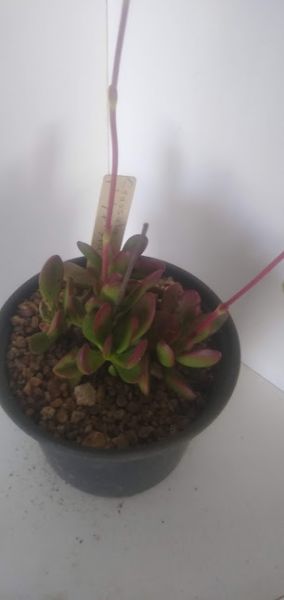 Crassula platyphyla