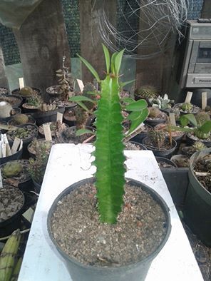 Euphorbia trigona