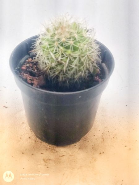 Mammillaria VB02