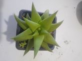 Haworthia limilifolia var. umbomboensis