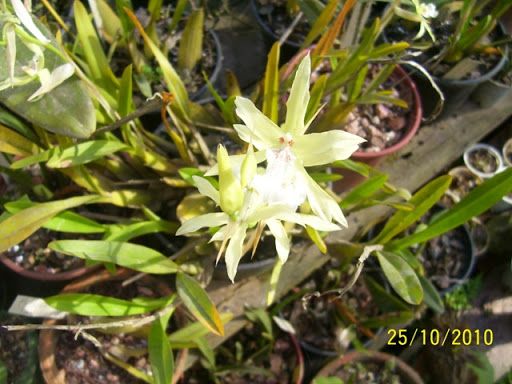 Miltonia flavencens