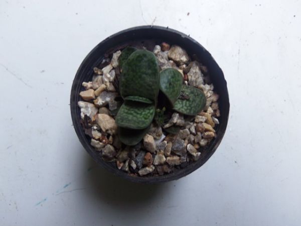 Gasteria gracilis var. mínima