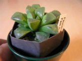 Haworthia retusa