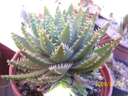 Aloe brevifolia