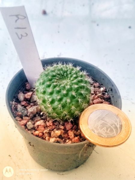 Rebutia M13