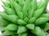 Haworthia batesiana