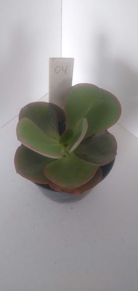 Echeveria gigante 04 muda