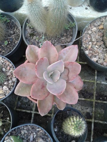 Echeveria metalica