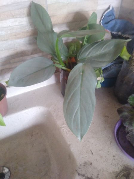 Philodendron hastatum silver