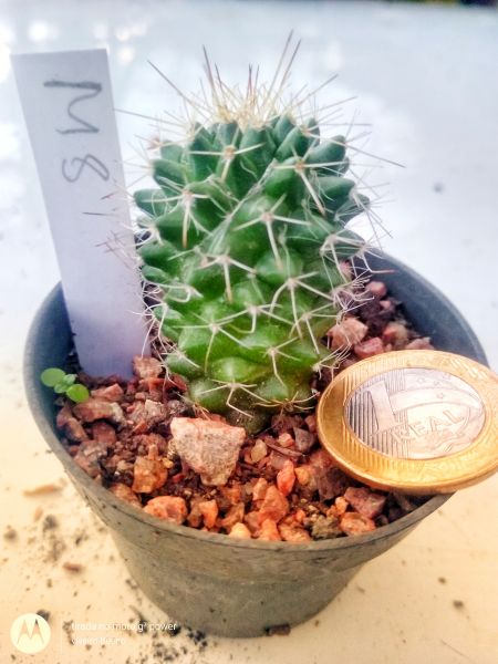 Mammillaria M8