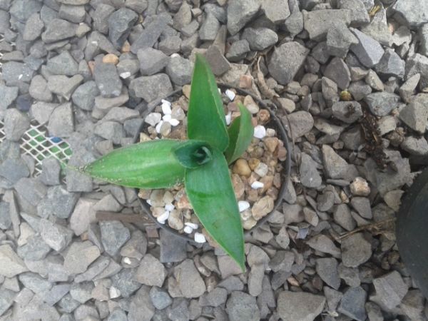 Agave americana