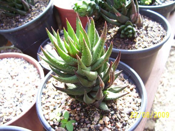 Haworthia greenii