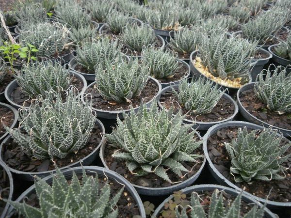 Aloe aristata