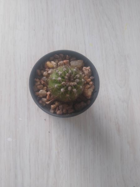 3 mudas de Echinopsis oxygona