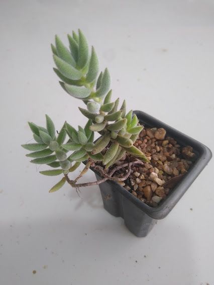 Crassula mesembryanthemoides