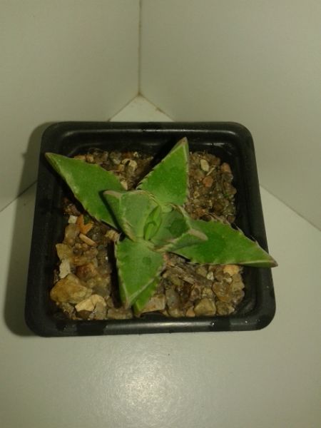 Faucaria tigrina