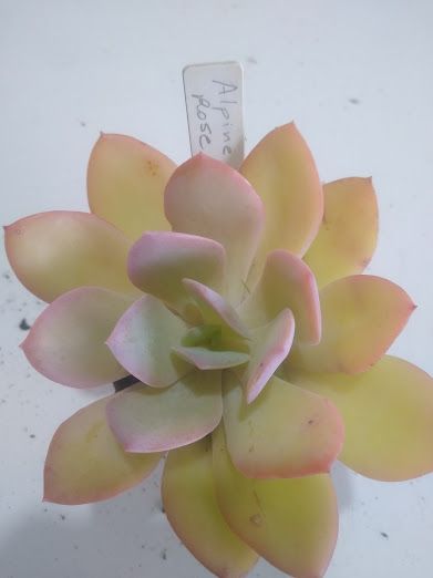 Echeveria alpine rose