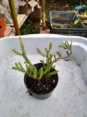 Sedum moranense