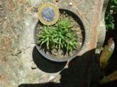 Haworthia cloracantha denticulifera