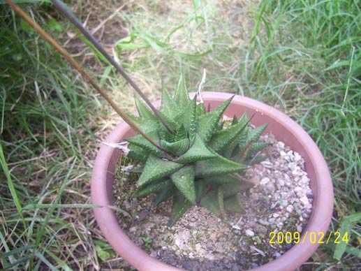 Haworthia  limilifolia x fasciata