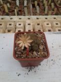 Rebutia heliosa