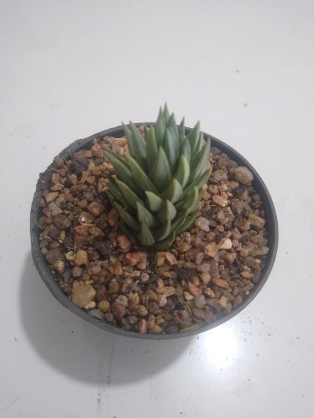 Haworthia Glauca