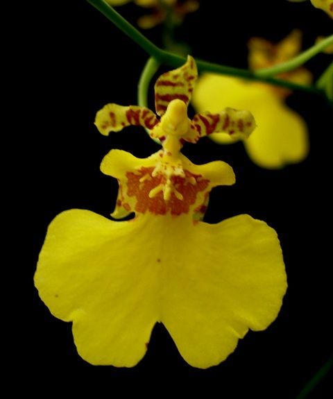 Oncidium taka